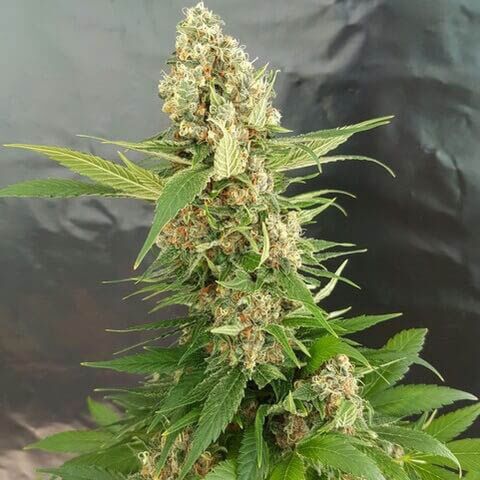 Gorilla Ice Cream - Expert Seeds