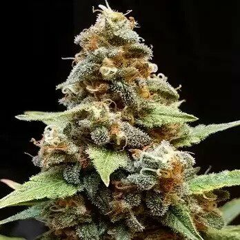 Gorilla Lemon Fire - Cream of the Crop