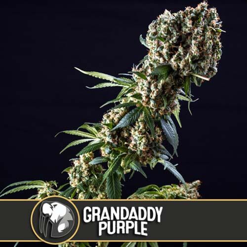 Grandaddy Purple - Blimburn Seeds