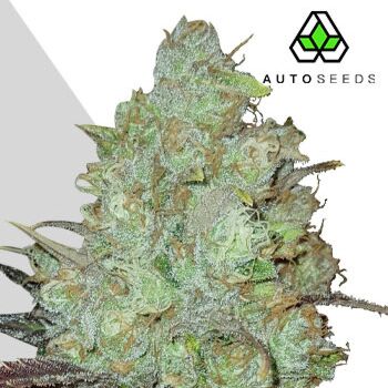 Granddaddy Purple Auto - Auto Seeds