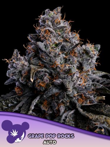 Grape Pop Rock Auto - Anesia Seeds