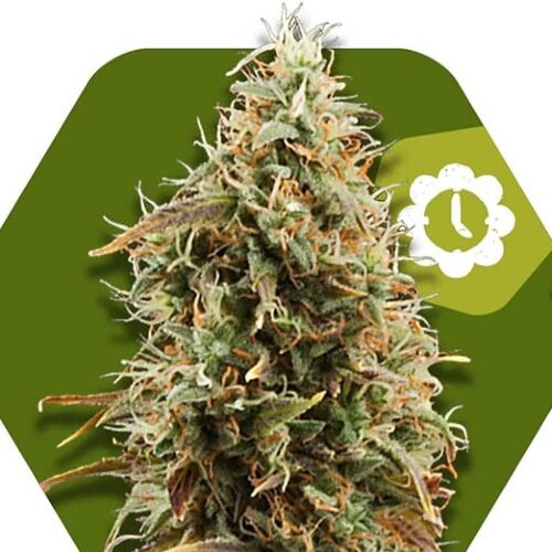  Green AK XL Auto - Zambeza Seeds