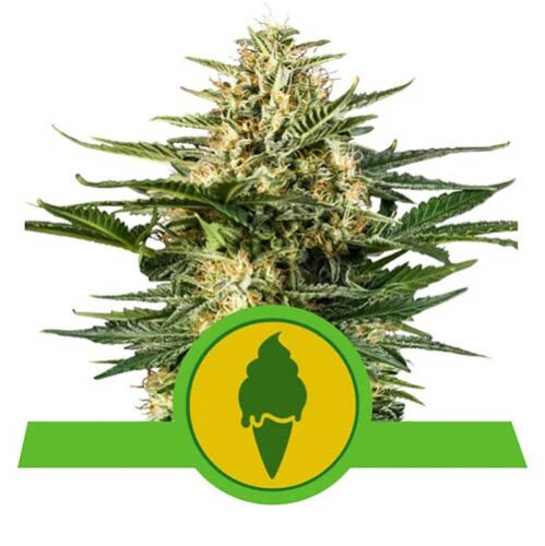 Green Gelato Automatic - Royal Queen Seeds