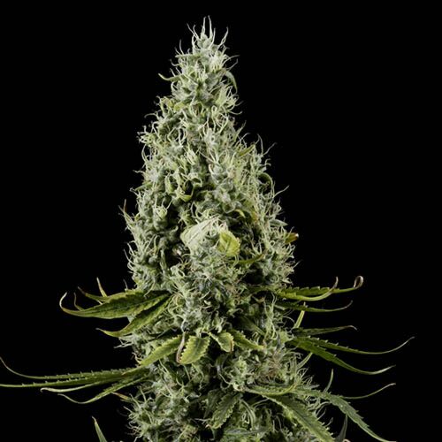 Arjan's Haze #3 - Green House Seeds