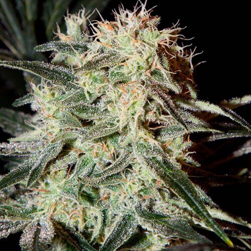 Arjan's Strawberry Haze - Green House Seeds