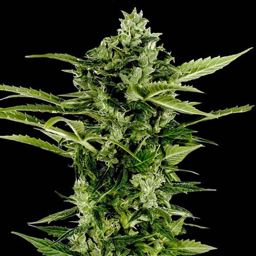 Auto Bomb Autoflower - Green House Seeds