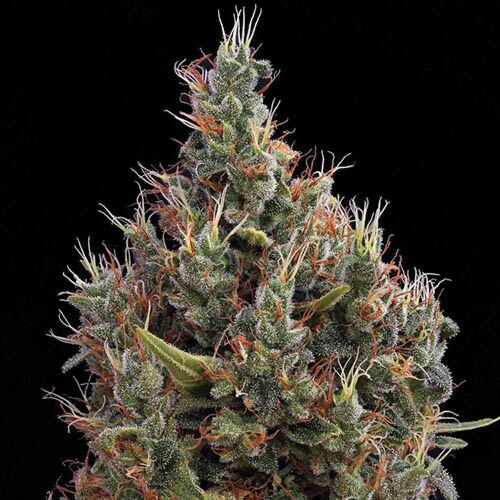 Big Bang Autoflower - Green House Seeds