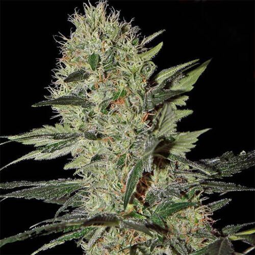 Exodus Cheese Auto - Green House Seeds