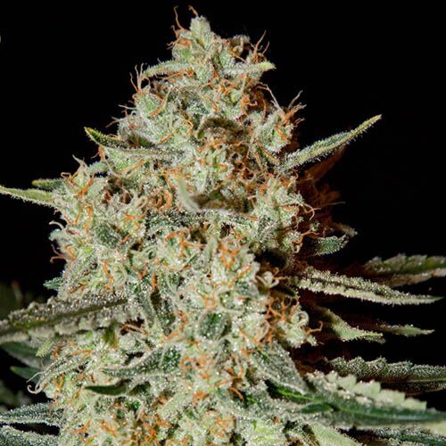 Himalaya Gold - Green House Seeds