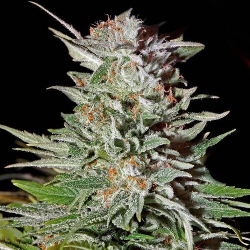 Super Lemon Haze Auto - Green House Seeds