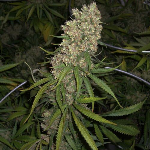 Super Silver Haze - Green House Seeds