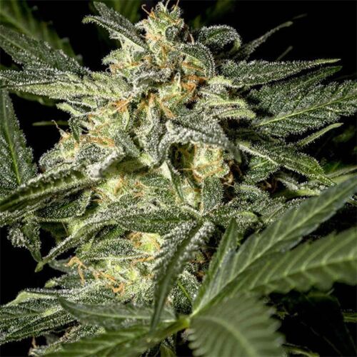 White Widow Auto - Green House Seeds