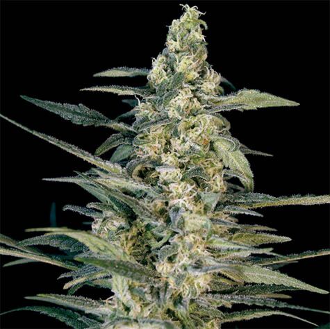Green Joint Auto - Big Monster Seeds