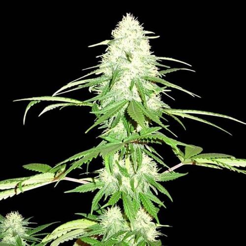 Green Mango - Sumo Seeds