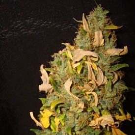 Green Monster Auto - Zambeza Seeds