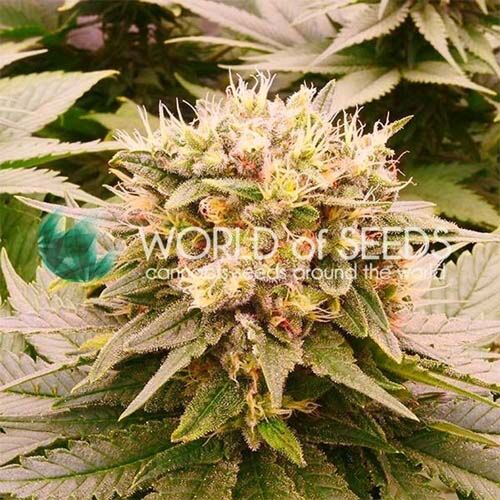 Harlequeen THC Free - World of Seeds