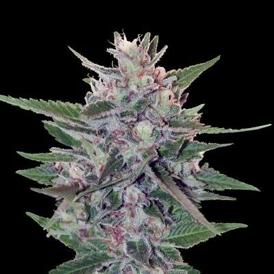 HashPlant S1 - Ace Seeds