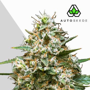 Maui Wowie Autoflower - Auto Seeds