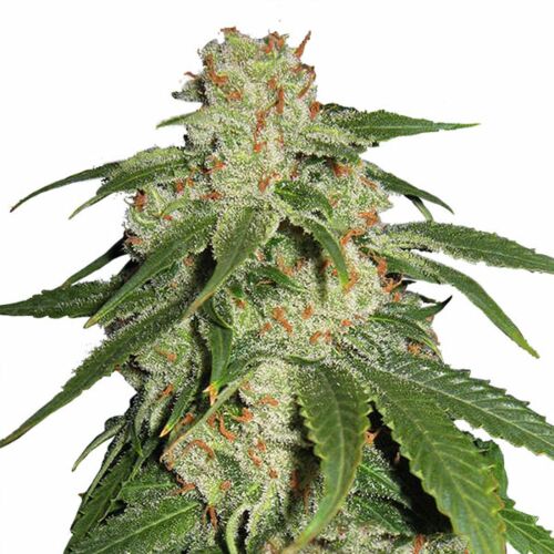 Haze Berry - Royal Queen Seeds