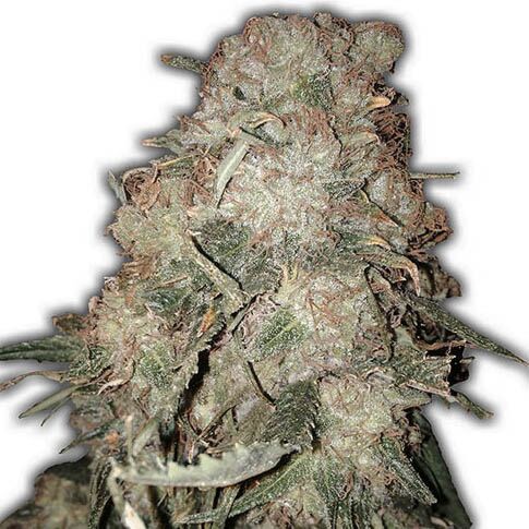 Gold Mine - Heavyweight Seeds
