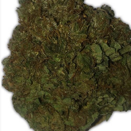 Money Bush - Heavyweight Seeds
