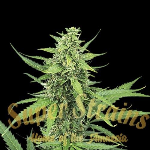 Hermana De La Noche - Super Strains