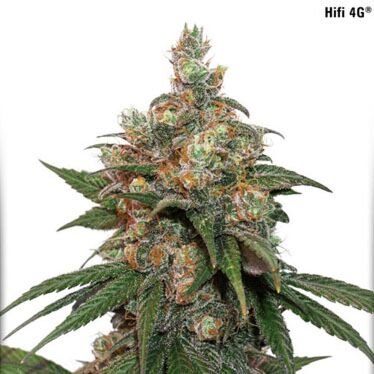 HiFi 4G - Dutch Passion