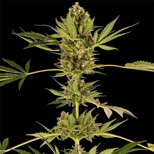 Himalayan CBD - Sensi Seeds