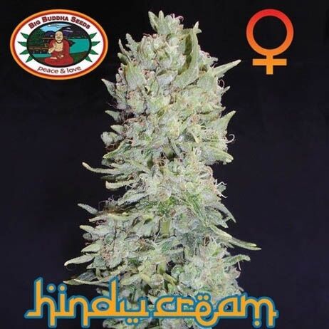 Hindu Cream - Big Buddha Seeds