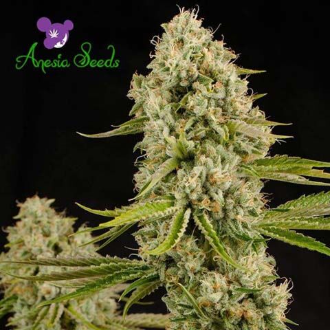 Hindu Kush - Anesia Seeds