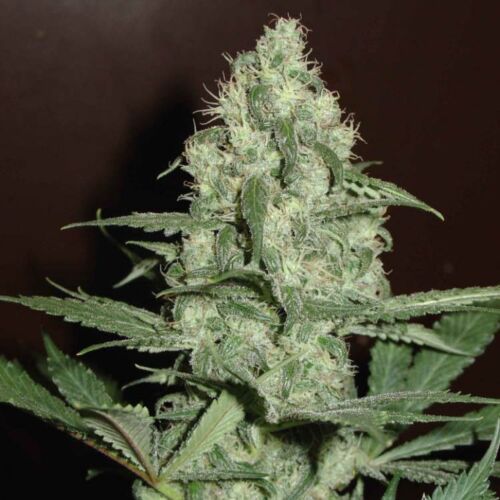 CH1 - Homegrown Fantaseeds