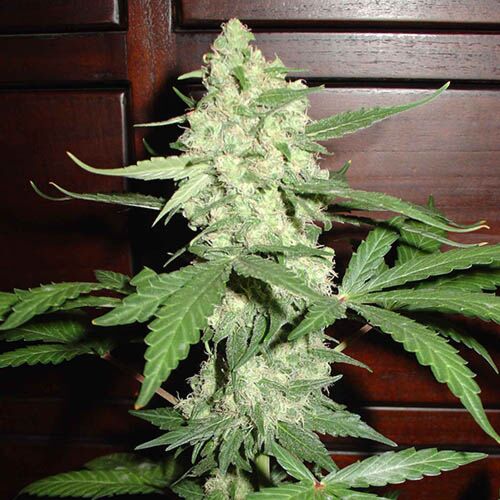 Homegrown CH1 Auto - Homegrown Fantaseeds