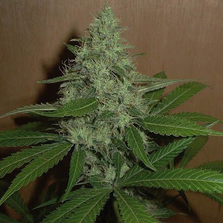 Mango - Homegrown Fantaseeds