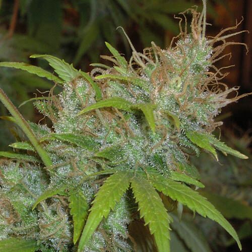 Orange Delight - Homegrown Fantaseeds