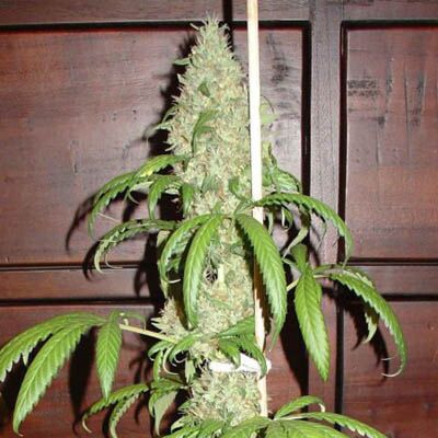 Skunk #1 - Homegrown Fantaseeds