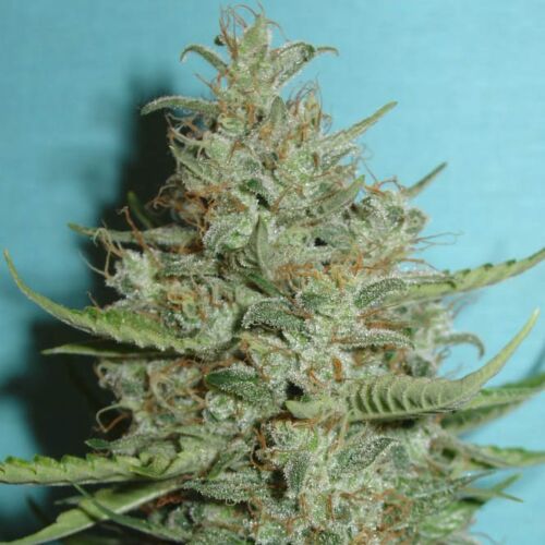 Super Crystal - Homegrown Fantaseeds