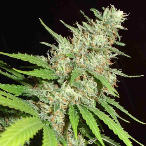 Top 44 - Homegrown Fantaseeds