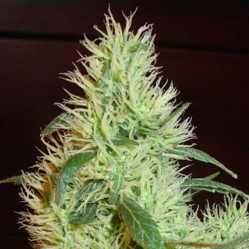 White Widow - Homegrown Fantaseeds