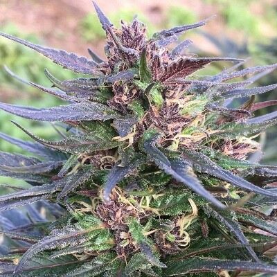 Honduras Breeze - Ace Seeds