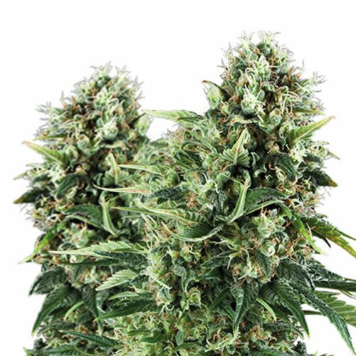 Honey Cream Fast Flowering - Royal Queen Seeds