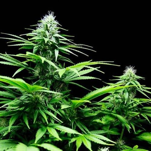 Honey Rock - Sumo Seeds