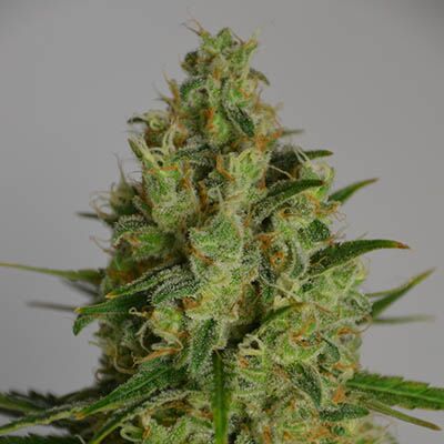 Super Lemon Haze - Huismerk Wietzaadjes.nl wietplant wiet top