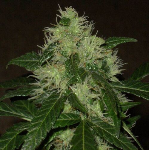 Lemon Skunk Auto - Huismerk Wietzaadjes.nl