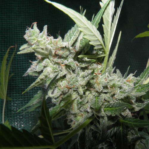 White Russian Auto - Huismerk Wietzaadjes.nl 