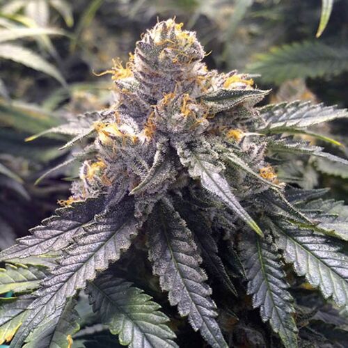 Bubba's Gift - Humboldt