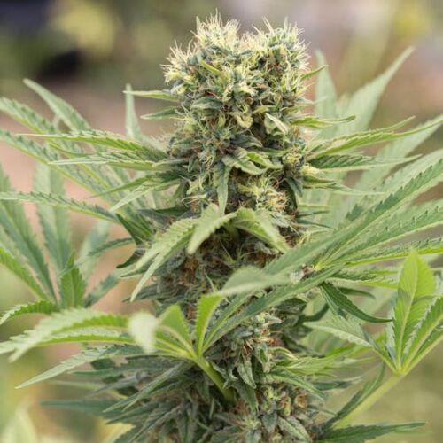 Dedoverde Haze - Humboldt