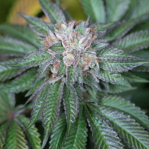 Master Kush - Humboldt