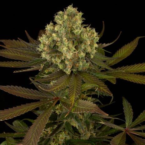 Sour Blueberry - Humboldt