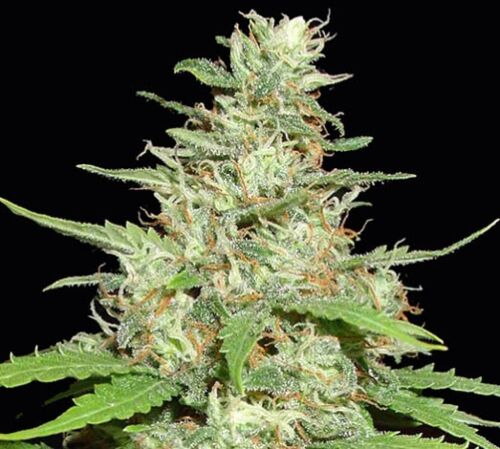 Hurricane Outdoor - Kera Seeds