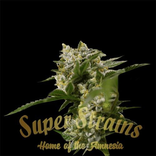 Ibiza Farmers - Super Strains